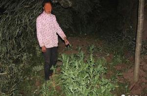 Water mill police station is investigated grow record of drugs former plant illegally together!