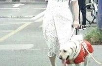Guide blind dog meets with by the car refus, group of Hefei fair be mixed was responded to