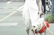 Guide blind dog meets with by the car refus, group