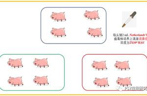 Does the pig that come down survive to you can take poison for a long time after the infection that