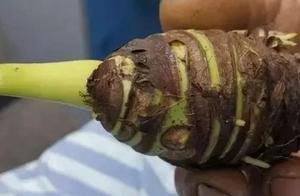 Attention! Touched toxic, serious person but deadly! This poison has in a lot of other peoples