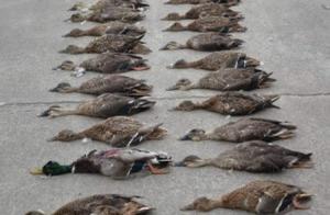Illegal hunt kills Qi of mallard, Shao inside 9 paragraphs of sanded natural groove guard, the thing