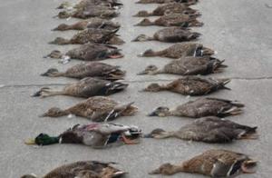 Illegal hunt kills Qi of mallard, Shao inside 9 pa