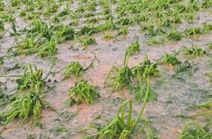 Inner Mongolia of ｜ of brief the situation of a disaster big loss of calamity of waterlogged wind ha