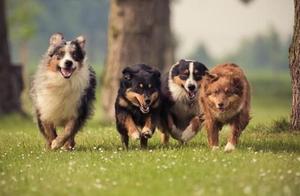 Say to want to walk a dog, but the very difficult stroll with these 5 kinds of true dogs, is Tai Di