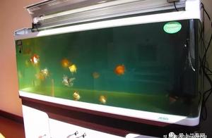 Aquarium of finished product of 1500 beautiful treasure transforms a process (piscine friend is shar