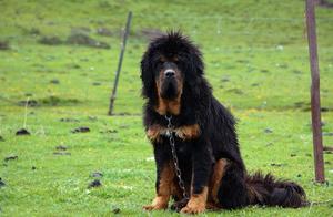 On the earth 10 big the most macrobian pet dog, ho