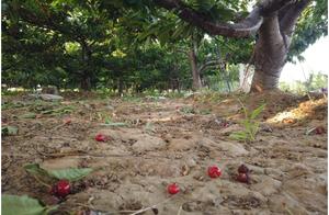 Cherry maturity season a gale, farmer loss is severe, netizen: Cherry also is otherwise free?