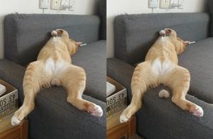 Tangerine cat sleeps to egg egg depart to psych ou