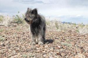 Dog dog is discarded to be in unmanned area, 0 in 