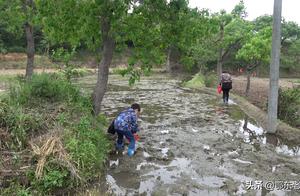 A hour collects old boy 12 jins of river snail, how do you feel to do more delicious?