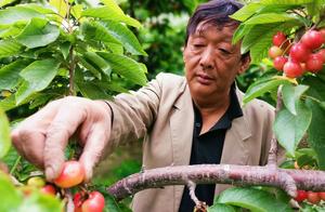 Shanxi farmer is planted cherry is popular the mar