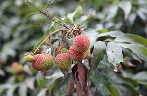 Uncover big talk volcano " imperial concubine lau