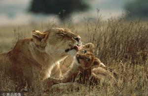 Deep motherly love, the mother love of animal boun