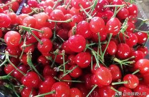 Outdoor cherry plucks stability of small cherry price buys shortly Qingdao market to return petty ga