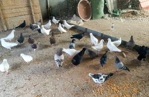 Is dove does not produce an egg accidental be inev