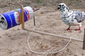 This trap is too simple, groups small pull coal tu