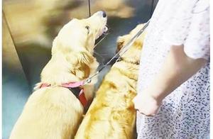 This locality information | Two large dogs by elevator master: Dog of my home dog does not bite pers