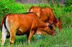 Well-known " old ox eats tender grass " , below 