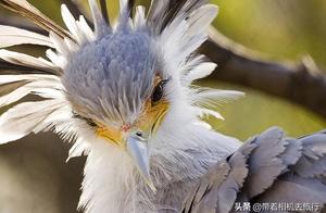 Species of this kind of bird is just as actual edition phoenix, some countries serve as national emb