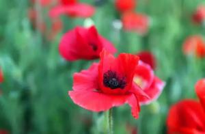 Kite Dou Longcheng: The hillside that corn poppy b