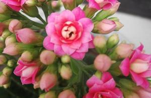 Blooming flower, beautiful, bright-coloured, beaut