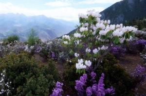 Achieve formerly: Nobody admire remote mountains wild flower