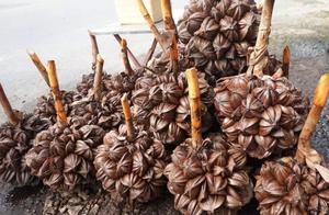 The fruit that the foreigner does not eat, be eate