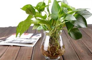 Is summer green trailing plants afraid of sodden r