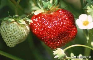 Strawberry gray mold causes fruit leaf decay, fruit grower has done these 3 works, disappear thoroug