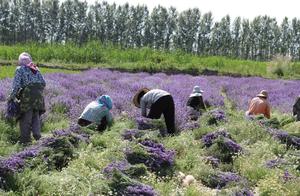 Lavender essence oil refines a process.