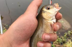 Do not angle the fish is electrical engineering an