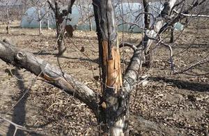 Apple of prevention and cure cultivates cankered disease to have 3 treasure -- saline vinegar is alk