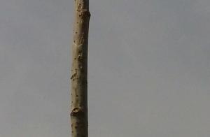 Are the disease of the arboreous ulcer that be what that imposes in those days and cankered disease