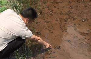 The spiral shell in rice field pond is flush, conveniently is caught is a big, but dare catch withou