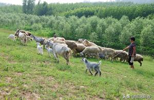 The wedding day of He lustre farmer, driving Yang Qun to go take a walk