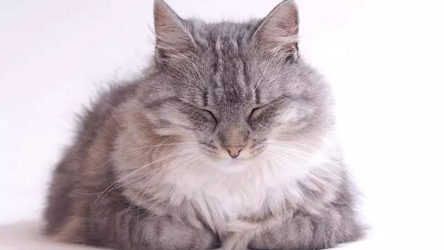 家里到处都是猫毛怎么办怎样才能不让猫咪掉毛