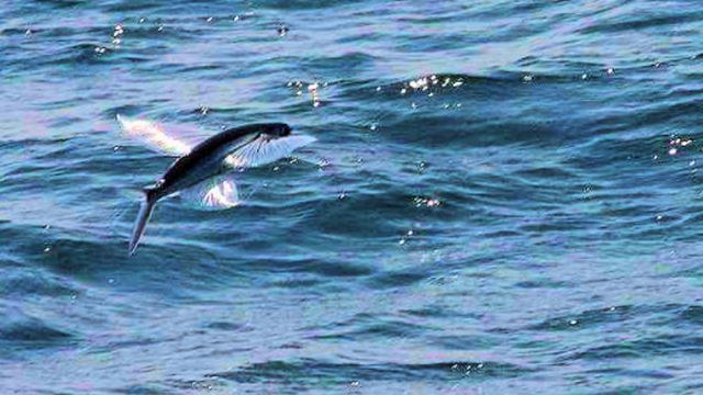 海鸥又从海面上飞回来嘎嘎地叫改成拟人句