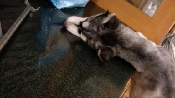 养狗如果主人都不在家怎么办