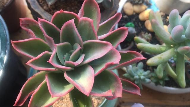多肉植物应该如何浇水