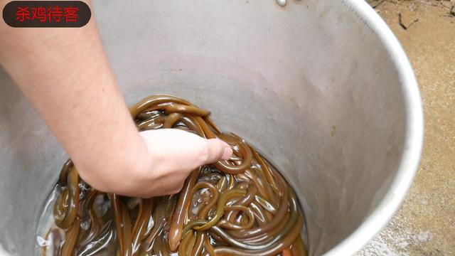 黄鳝能和胡萝卜一起煮粥吗急急