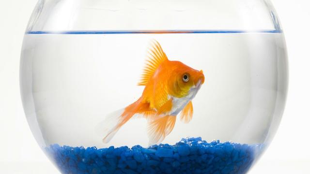 金鱼夏天怎么容易死