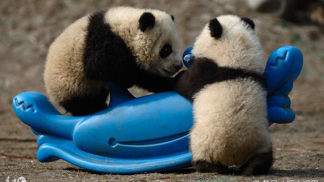 熊猫的生活习性