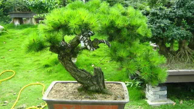 在中国一共有几种“五针一束”的松树