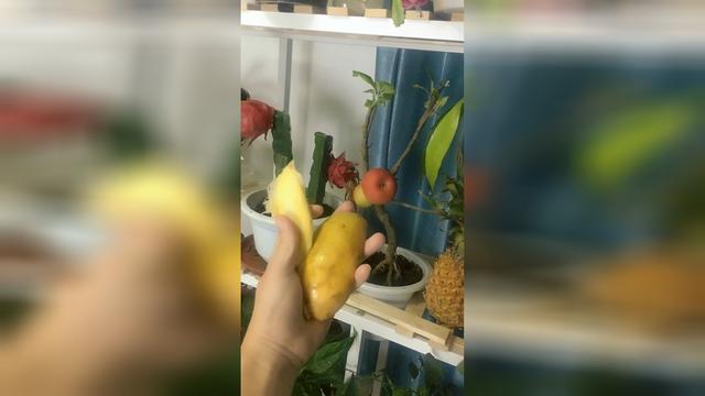 如何种植芒果呢