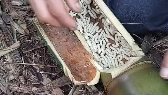 竹虫什么季节最多