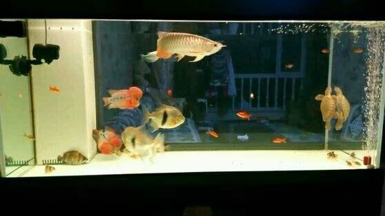 高背金龙鱼怎么养磷片金质更好
