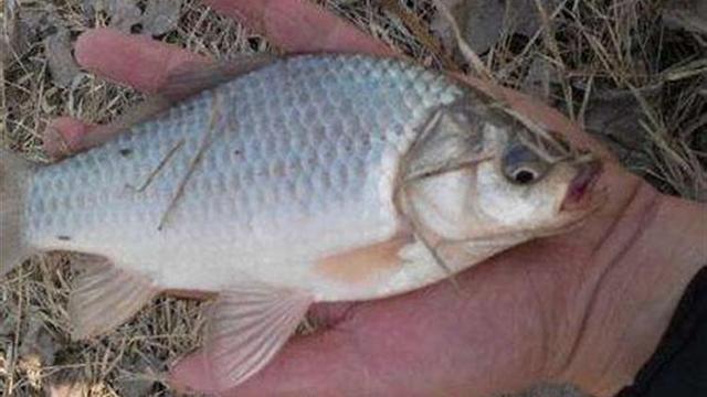 冬季能海钓吗