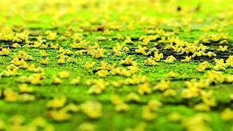 《桂花雨》是不是散文