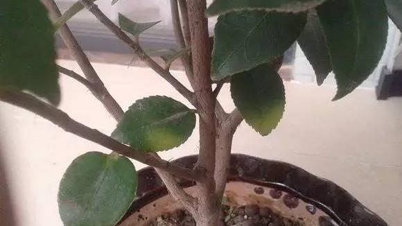 茶花的叶子发黄掉落是什么原因